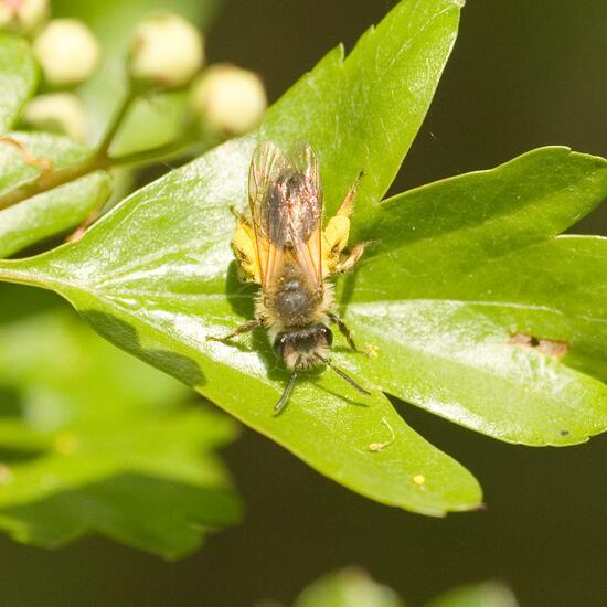 Eine unbekannte Art: Tier im Habitat Halb-natürliches Grasland in der NatureSpots App