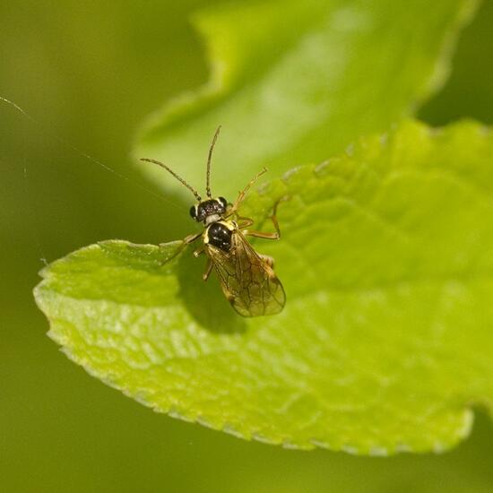 Aglaostigma fulvipes: Animal in habitat Semi-natural grassland in the NatureSpots App