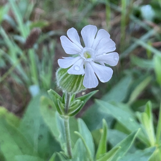 Silene latifolia: Plant in habitat Agricultural meadow in the NatureSpots App