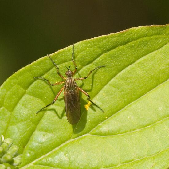 Empis opaca: Animal in habitat Semi-natural grassland in the NatureSpots App