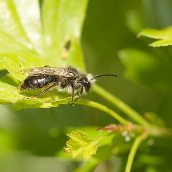 Eine unbekannte Art: Tier im Habitat Halb-natürliches Grasland in der NatureSpots App