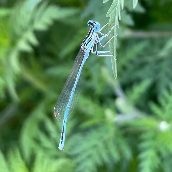 White-legged Damselfly: Animal in habitat Crop cultivation in the NatureSpots App