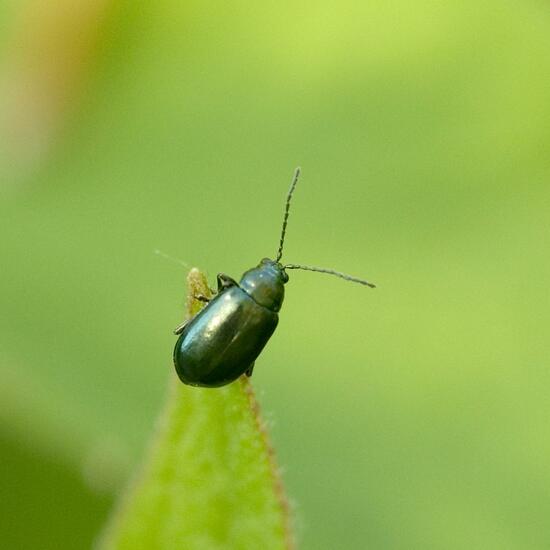 Plagiodera versicolora: Animal in habitat Semi-natural grassland in the NatureSpots App