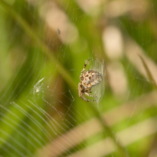 Schilfradspinne: Tier im Habitat Halb-natürliches Grasland in der NatureSpots App