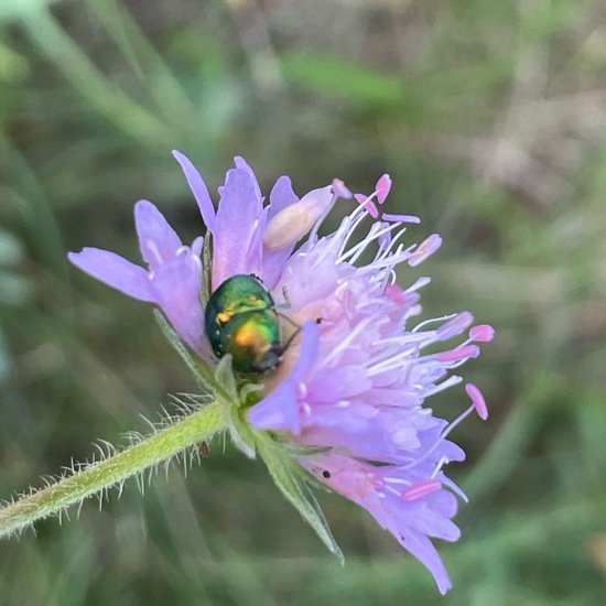 Cryptocephalus aureolus: Animal in habitat Agricultural meadow in the NatureSpots App