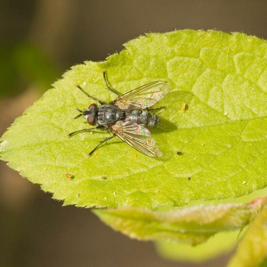 Phorocera obscura: Tier im Habitat Halb-natürliches Grasland in der NatureSpots App