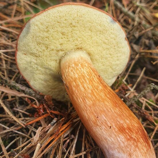 Boletus sect. Boletus: Mushroom in nature in the NatureSpots App