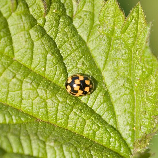 Propylea quatuordecimpunctata: Animal in habitat Semi-natural grassland in the NatureSpots App