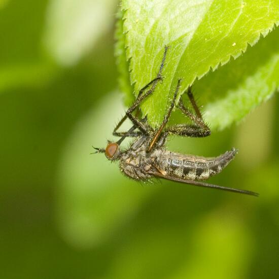 Eine unbekannte Art: Tier im Habitat Halb-natürliches Grasland in der NatureSpots App