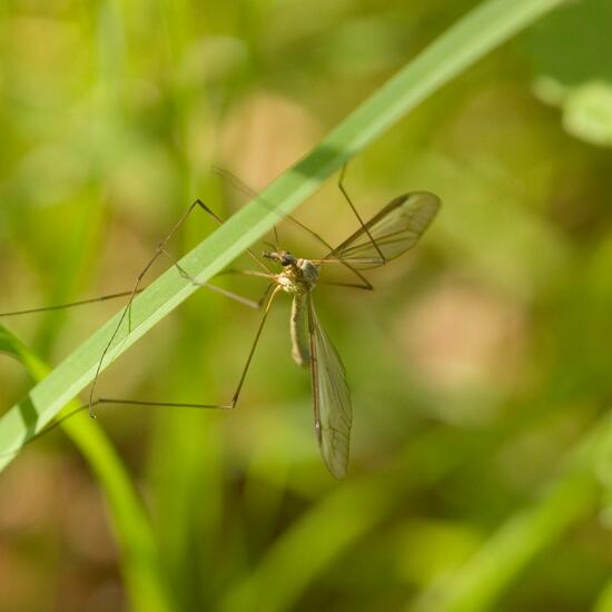 Tipula oleracea: Animal in habitat Semi-natural grassland in the NatureSpots App