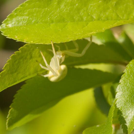 Veränderliche Krabbenspinne: Tier im Habitat Halb-natürliches Grasland in der NatureSpots App