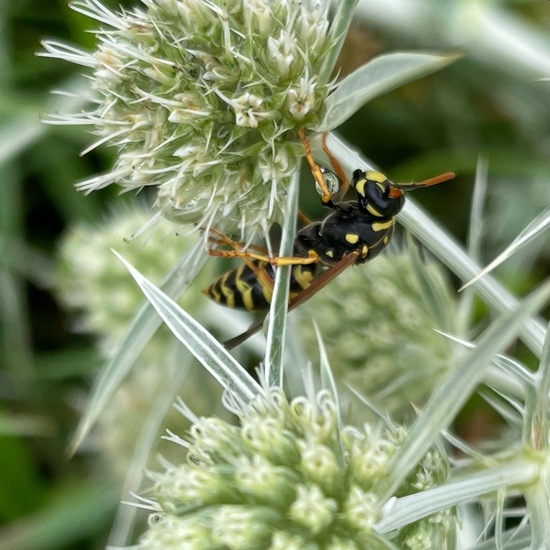 Haus-Feldwespe: Tier im Habitat Garten in der NatureSpots App