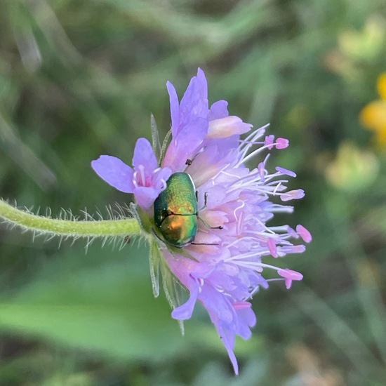 Field scabious: Plant in habitat Natural Meadow in the NatureSpots App