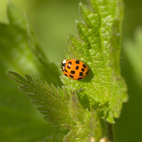 Harmonia axyridis: Animal in habitat Semi-natural grassland in the NatureSpots App