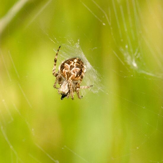 Körbchenspinne: Tier im Habitat Halb-natürliches Grasland in der NatureSpots App