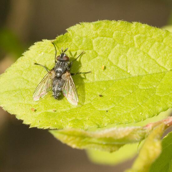 Phorocera obscura: Animal in habitat Semi-natural grassland in the NatureSpots App