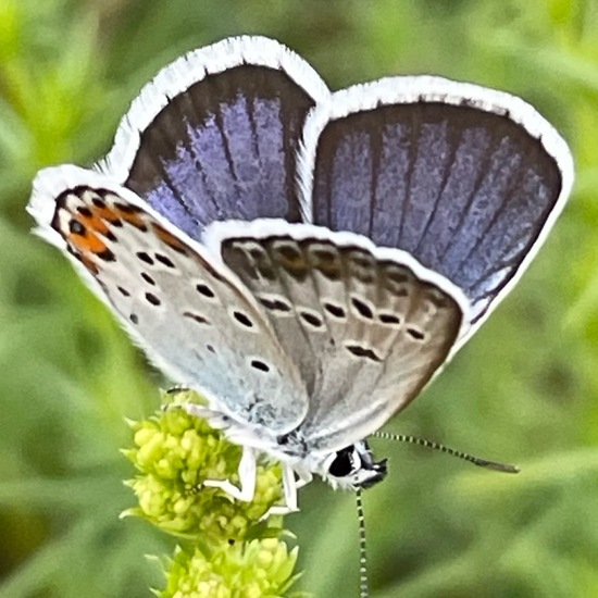 Plebejus argus: Animal in habitat Agricultural meadow in the NatureSpots App