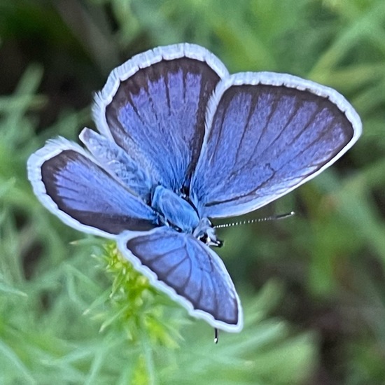 Plebejus argus: Animal in habitat Agricultural meadow in the NatureSpots App