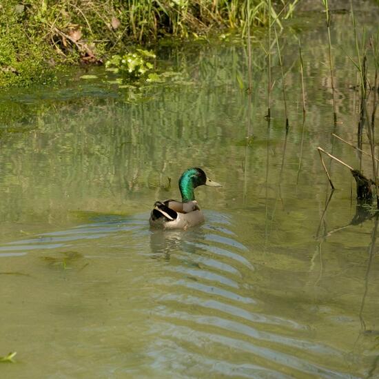 Mallard: Animal in habitat Semi-natural grassland in the NatureSpots App