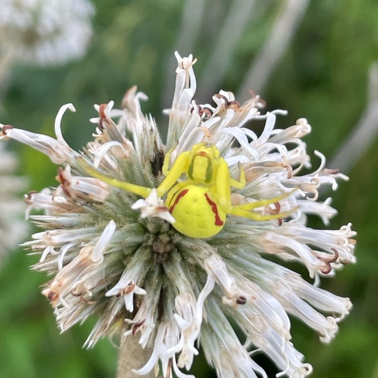 Misumena vatia: Animal in habitat Grassland in the NatureSpots App