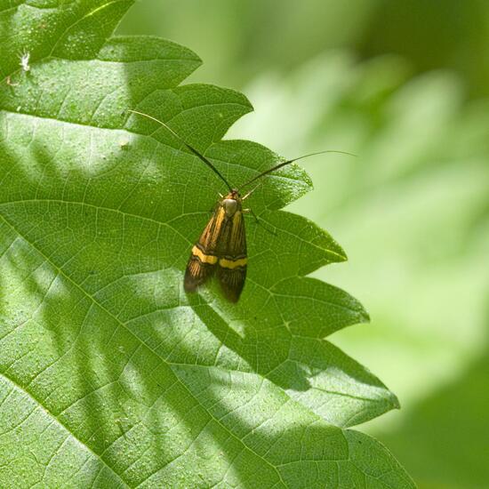 Longhorn Moth: Animal in habitat Forest in the NatureSpots App