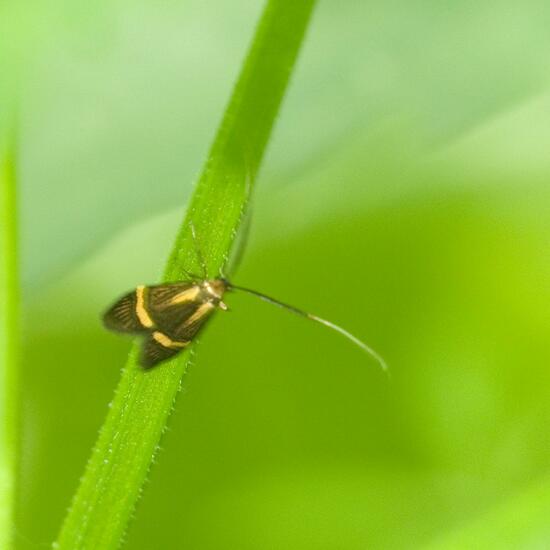 Longhorn Moth: Animal in habitat Forest in the NatureSpots App