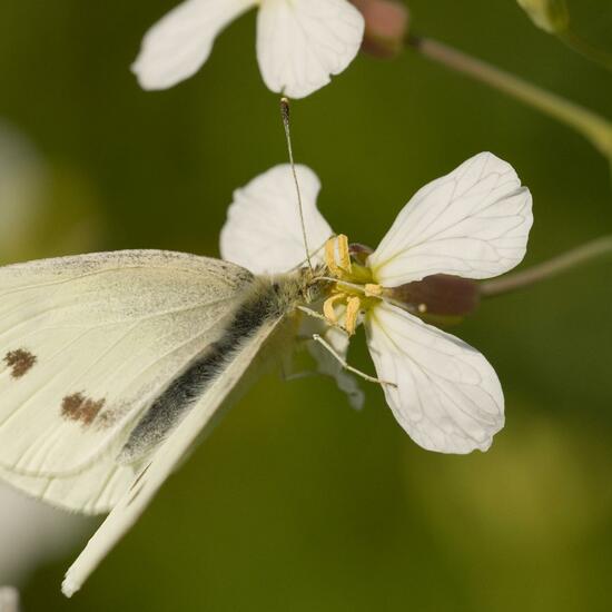 Pieris rapae: Animal in habitat Crop cultivation in the NatureSpots App