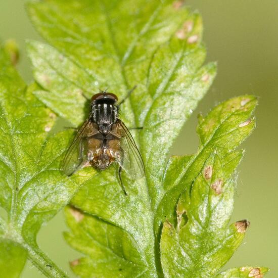 Musca autumnalis: Animal in habitat Forest in the NatureSpots App