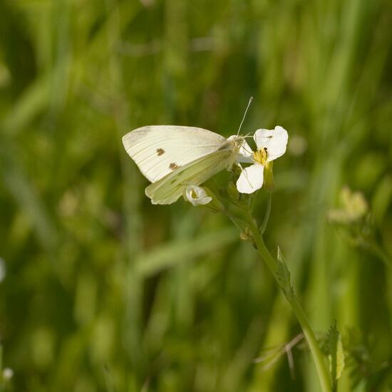 Pieris rapae: Animal in habitat Crop cultivation in the NatureSpots App