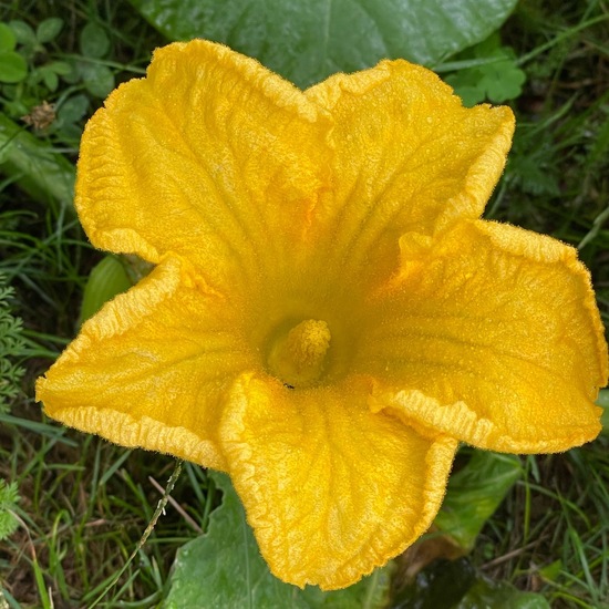 Cucurbita pepo: Plant in habitat Garden in the NatureSpots App