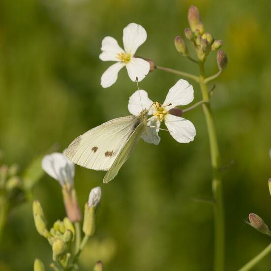 Pieris rapae: Animal in habitat Crop cultivation in the NatureSpots App