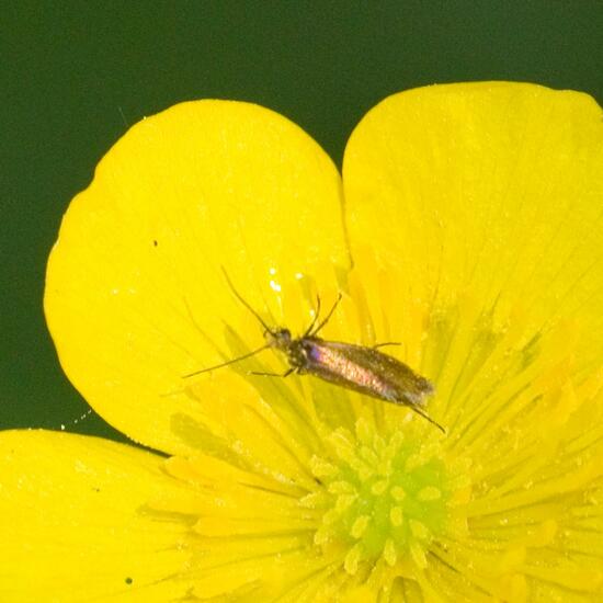 Micropterix calthella: Animal in habitat Forest in the NatureSpots App