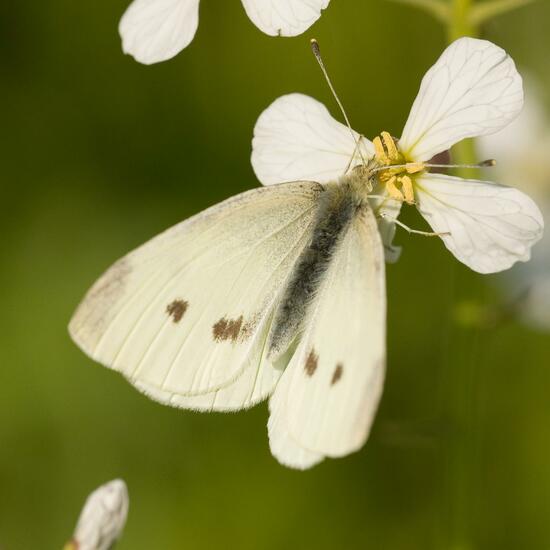 Pieris rapae: Animal in habitat Crop cultivation in the NatureSpots App