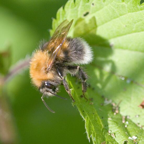 Bombus hypnorum: Animal in habitat Semi-natural grassland in the NatureSpots App