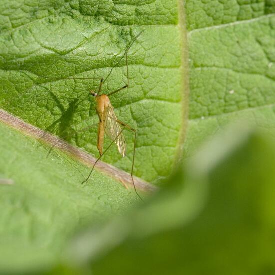 Limonia phragmitidis: Animal in habitat Semi-natural grassland in the NatureSpots App