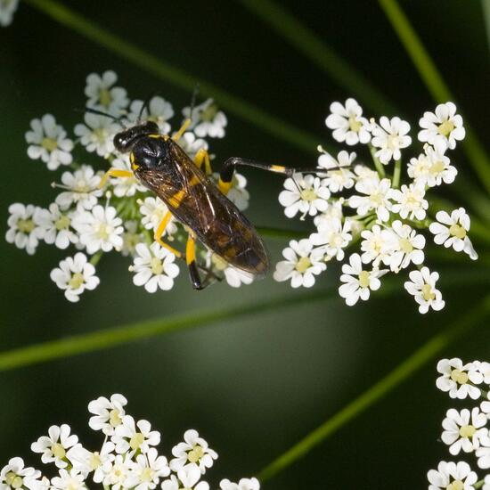 Macrophya montana: Animal in habitat Semi-natural grassland in the NatureSpots App