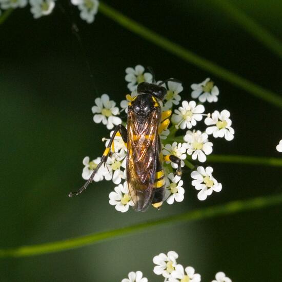 Macrophya montana: Animal in habitat Semi-natural grassland in the NatureSpots App