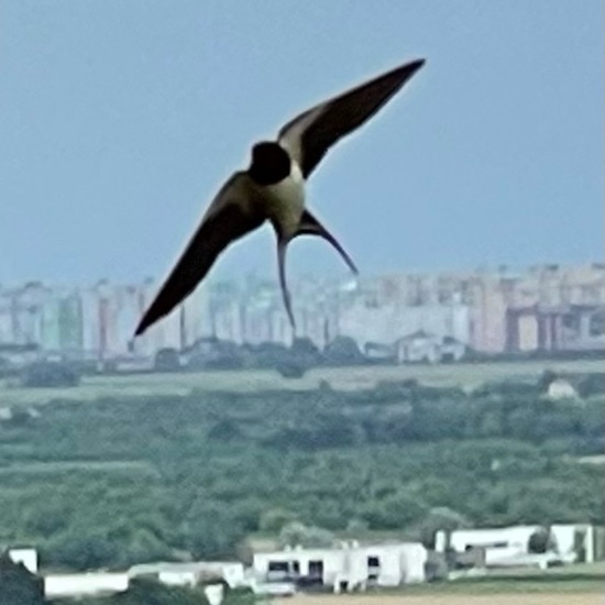 Barn Swallow: Animal in habitat Buffer strip in the NatureSpots App