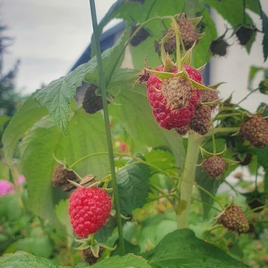 Rubus idaeus: Plant in habitat Garden in the NatureSpots App