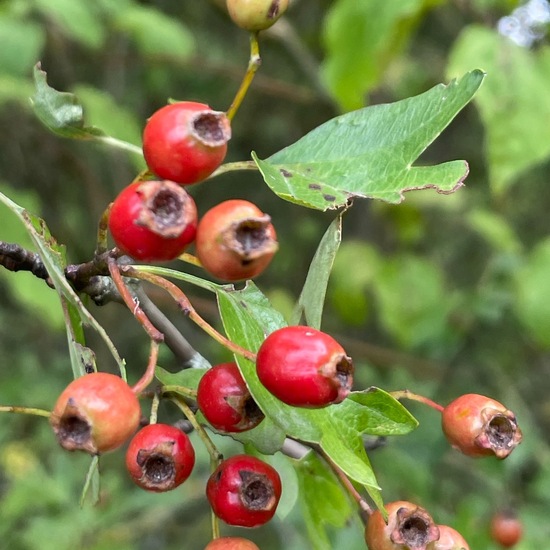 Crataegus monogyna: Plant in habitat Temperate forest in the NatureSpots App