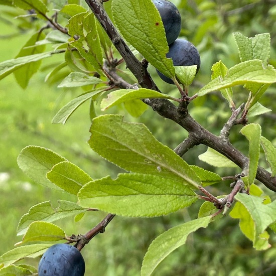 Prunus spinosa: Plant in habitat Forest in the NatureSpots App