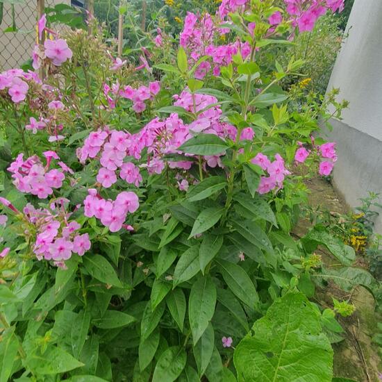 Phlox paniculata: Plant in habitat Garden in the NatureSpots App