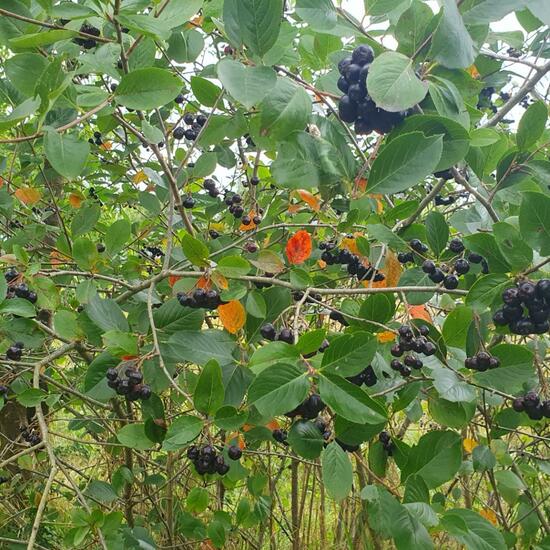 Aronia: Plant in habitat Garden in the NatureSpots App