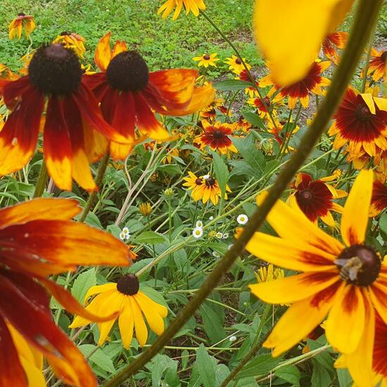 Rudbeckia: Plant in habitat Garden in the NatureSpots App