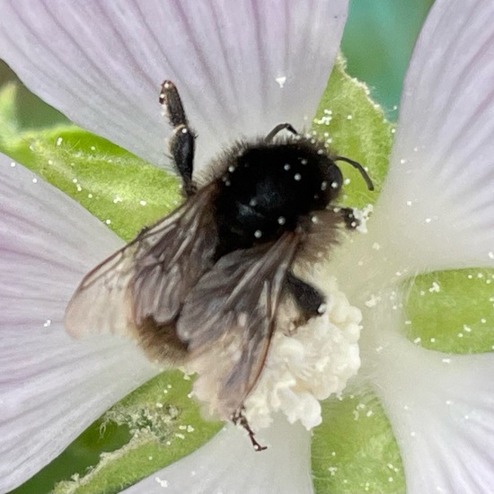 Bombus hypnorum: Animal in habitat Garden in the NatureSpots App