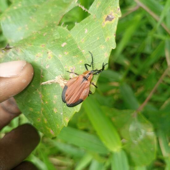 Lycus ampliatus: Animal in habitat Tropical forest in the NatureSpots App