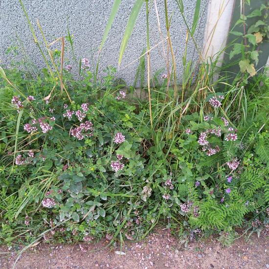 Oregano: Plant in habitat Grassland in the NatureSpots App