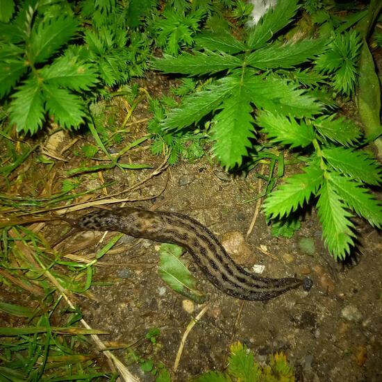 Limax maximus: Animal in nature in the NatureSpots App