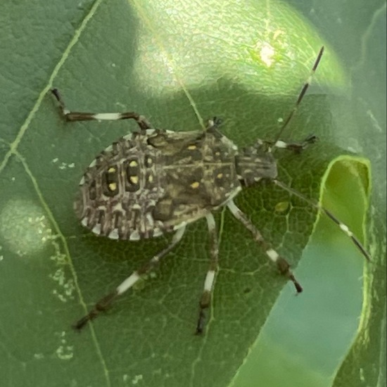 Brown marmorated stink bug: Animal in habitat Garden in the NatureSpots App