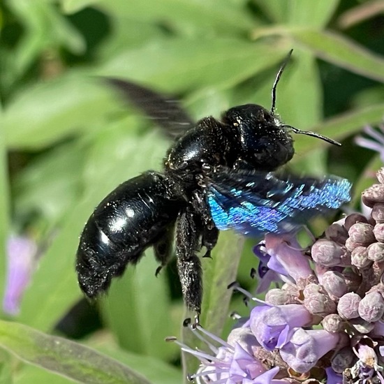 Holzbienen: Tier im Habitat Garten in der NatureSpots App